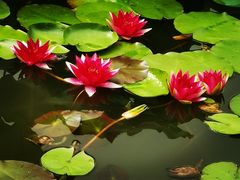-国家植物园南园
