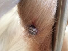 -瑞派福兴宠物医院犬猫全科·骨科·中西医结合(河东店)