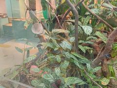 -上海大自然野生昆虫馆(东方明珠·爬宠昆虫探索中心)