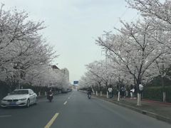 -高东镇樱花园