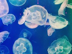 -成都浩海立方海洋公园