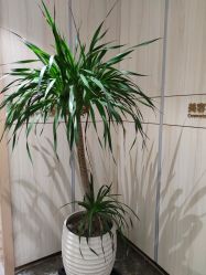-奥本瑜伽·普拉提