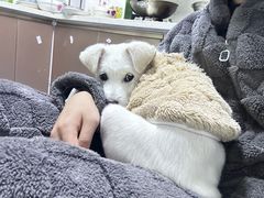 -宠颐生汉谟拉比宠物医院