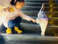 -猫小院猫主题餐厅(南锣旗舰店)
