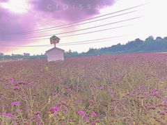 -紫颐香薰山谷景区