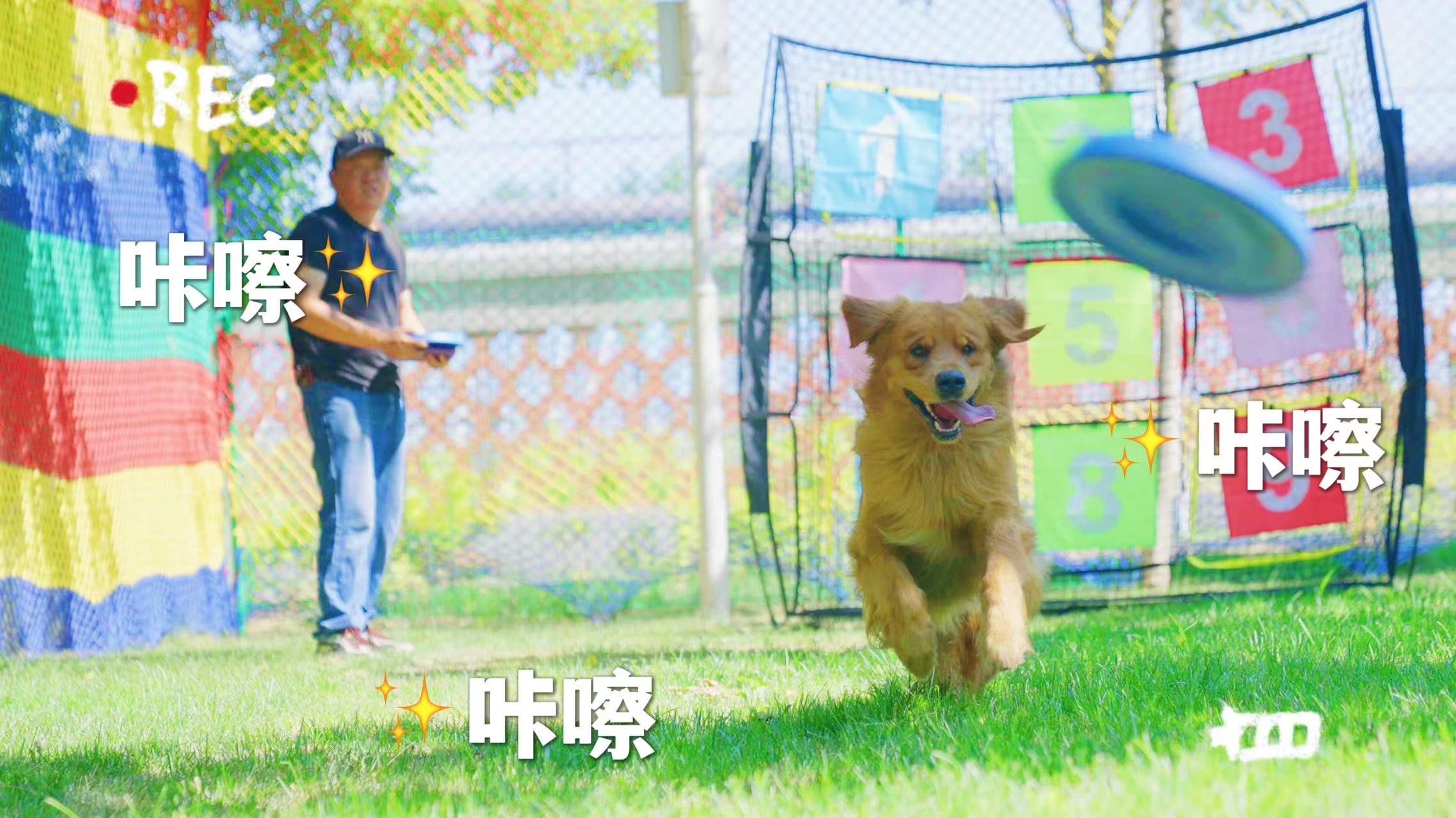 夏日宠物大作战 哈哈😄