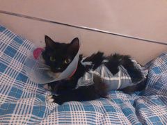 -美联众合宠物医院·爱萌分院·内外科·猫科中心