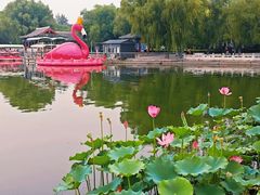 -莲花池公园