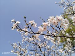 -新虹桥中心花园