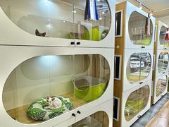 -青奢宠物·青奢猫舍