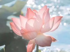 -好心里咨询Tarot塔羅