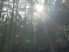 -黄海国家森林公园