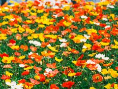 -径山花海