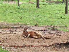 -合肥野生动物园