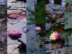 -池杉湖湿地公园