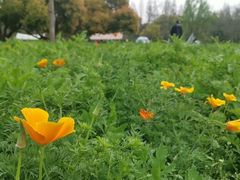 -上海滨江森林公园