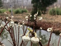 -合肥滨湖国家森林公园