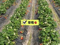 -小鱼草莓采摘园农家乐·小鱼餐厅