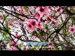 -温江公园