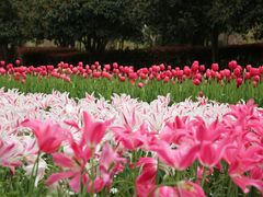郁金香-上海鲜花港