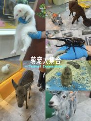 -神奇动物撸宠馆·羊驼·小浣熊·异宠(豫园店)