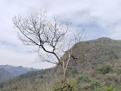 -黔灵山公园