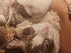 -喵喵咪呀布偶猫咖(春熙路店)
