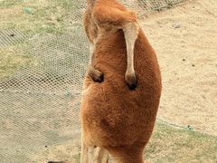 -西霞口神雕山野生动物世界