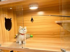 -猫十亿·布偶金渐层·曼基康矮脚猫舍(青年路店)