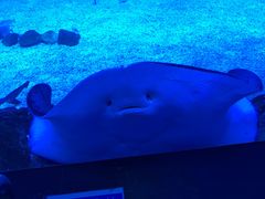 -烟台海昌鲸鲨海洋公园