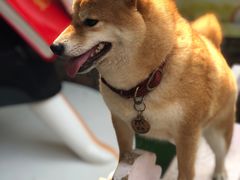 -柴犬高等学院·狗咖·柴犬售卖·宠物训练