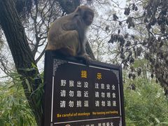 -苏州上方山国家森林公园