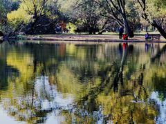 -上海共青森林公园