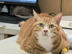 -瑞派康怡24h宠物医院·犬猫医疗中心·微创绝育(瑞景分院)