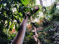 -呀路古热带植物园