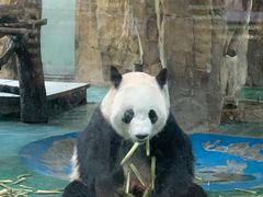 -成都动物园