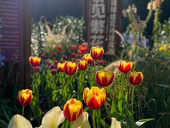 -深圳仙湖植物园