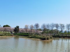 -天适樱花悠乐园
