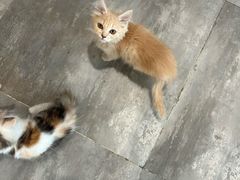 -楼上猫咖(罗湖店)