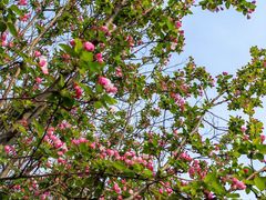 -桃花堤公园