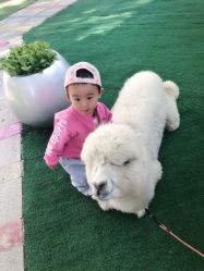 -萌宠亲子动物乐园(槐房万达店)