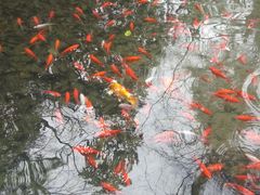 -西湖外事游船(花港观鱼码头)