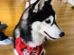 -Husky Go! 哈士奇体验馆·宠物咖啡厅狗咖
