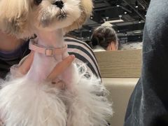 -宠爱多约克夏马尔济斯泰迪小型犬专卖