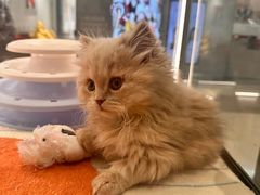 -babydoll猫舍·米努特·德文·缅因(久光中心店)