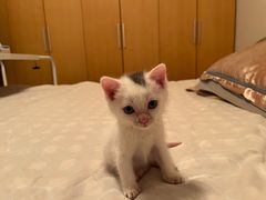 -灵美宠物诊所