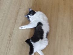 -柚子猫舍·精品猫舍购猫·猫咪认养·购宠·宠物店