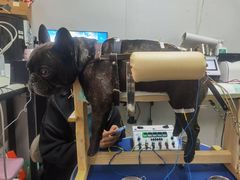 -西安京西宠物医院·瘫痪·疑难杂症