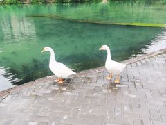 -靖西鹅泉风景区