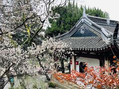 -香雪海